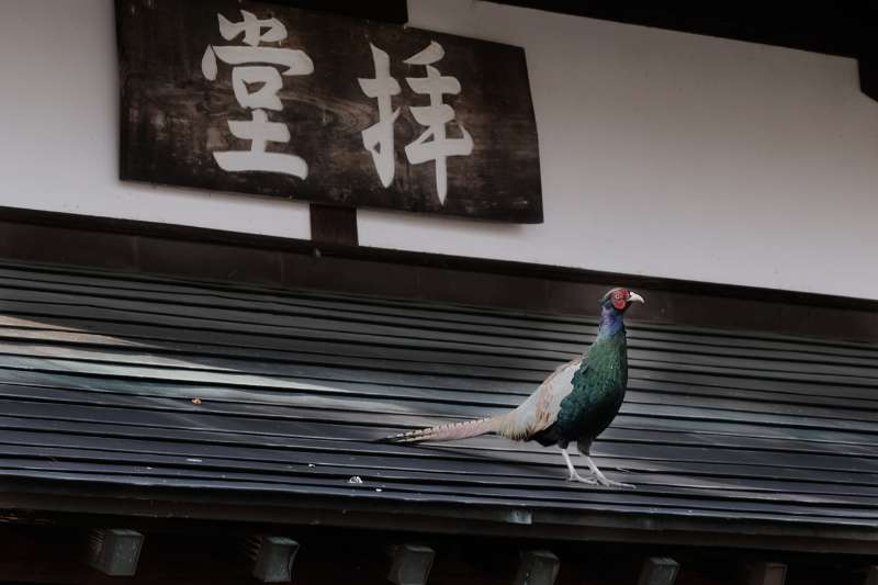 Takada teramachi temples 2